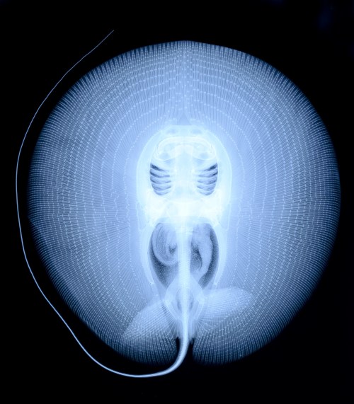 coolthingoftheday: An x-ray of a stingray.