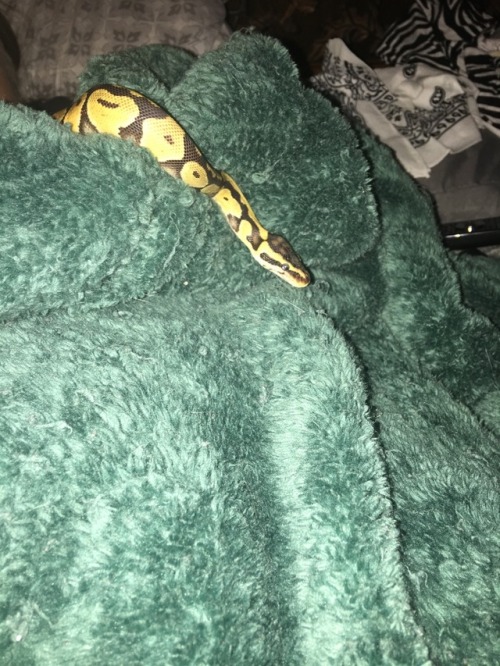 sheba-the-snek: And now she’s promptly back in her hide. It was a good five minute exploration
