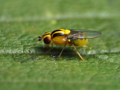 onenicebugperday: Yellow grass fly, Thaumatomyia glabra, ChloropinaeFound in North America and Europ