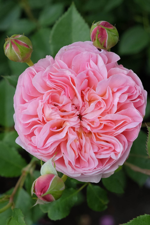 oldandenglishroses: Boscobel, English Rose