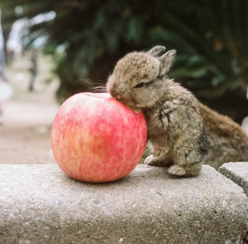 grannyhobbit: japanlove: Ōkunoshima - rabbit by yy yeung Little Apple Bunny