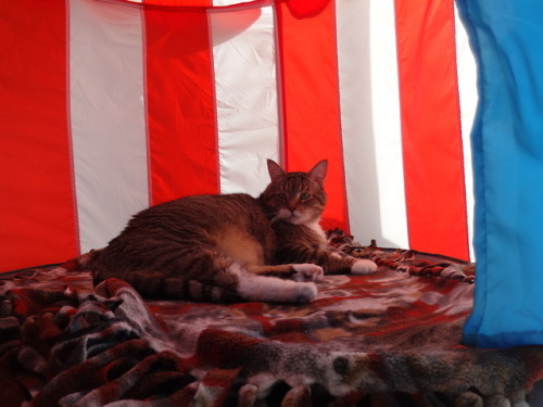 dixieandherbabies: Dixie and her babies.Another day in the porch tent for Carter.