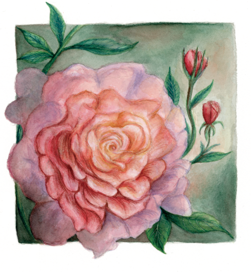 Rose Garden - WatercolourThank you so much for the 1,000 followers! I’ve been struggling on in