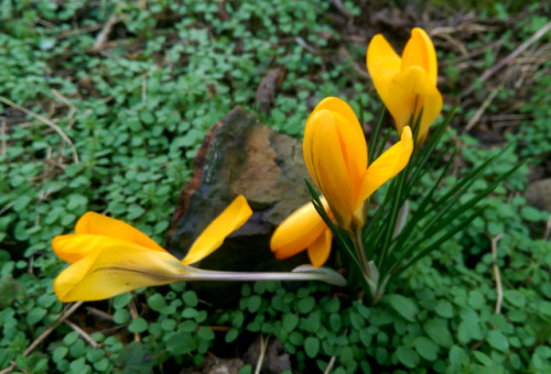 regnum-plantae: Crocus spp., Iridaceae C. flavus, C. vernus, C. vernus albiflorus, C. vernus ‘pickwick’ With some species and varieties of Crocus, I continue with the early-flowering geophytes I observed in this period. These are not from a botanic