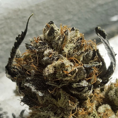 weedporndaily: by @420weedmaster