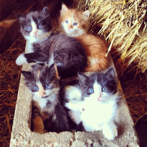 awwww-cute: Barn cats are always cuter