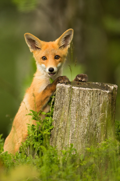 beautiful-wildlife:Fox by Pavel Blažek