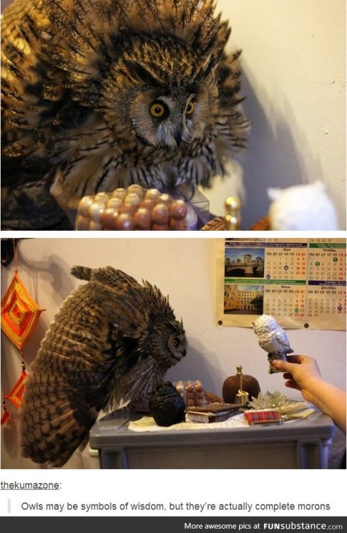 itsstuckyinmyhead:Owls and Tumblr