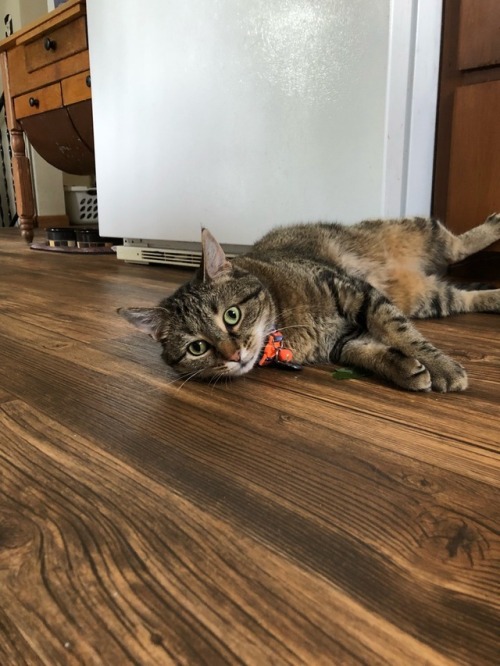 jinxymarie03: Violet enjoys catnip