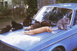 yung-radish:  Cats yo