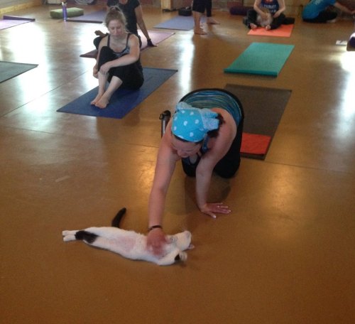 enchanter-of-brazening: catsbeaversandducks: Yoga Studio Opens Its Doors To Shelter Cats Hoping To F