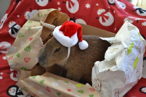 Merry Christmas! #capibara #capybara #carpincho #capivara https://www.instagram.com/p/CJOkS_tgOMr/?