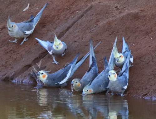 seaskum:i wanna go to australia for 1 reasonwild native cockatiels look at them drink water in their