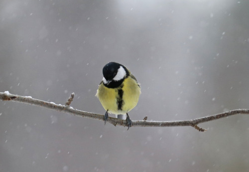 great tit