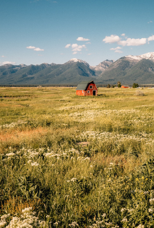 thisherelight: National Bison Range, Montana you have to be a certain kind of weird to find fairly d