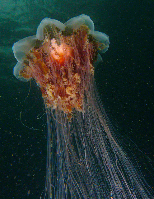 libutron:  The Lion’s Mane Jellyfish - The largest jellyfish in the Atlantic Ocean Scientifically named Cyanea capillata (Semaeostomeae - Cyaneidae), this impressive jellyfish is the largest jellyfish in the Atlantic Ocean and one of the largest