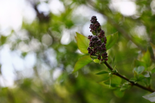 Syringa vulgaris.