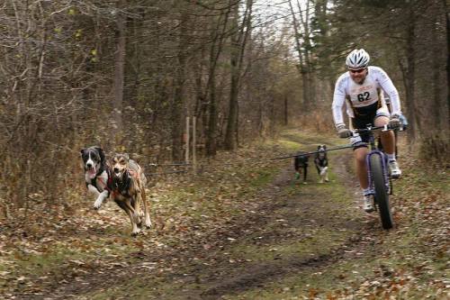spookybikes:  dogs, skinsuits, fatbikes
