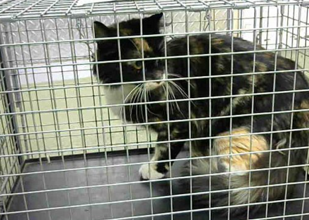 bleeply:  to any socal/california people willing to drive! ***DEVORE ANIMAL SHELTER***