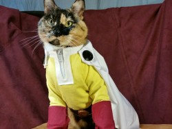 theanimelab:  cat-cosplay:  ONE PUUUUUUUUUNCH!!!