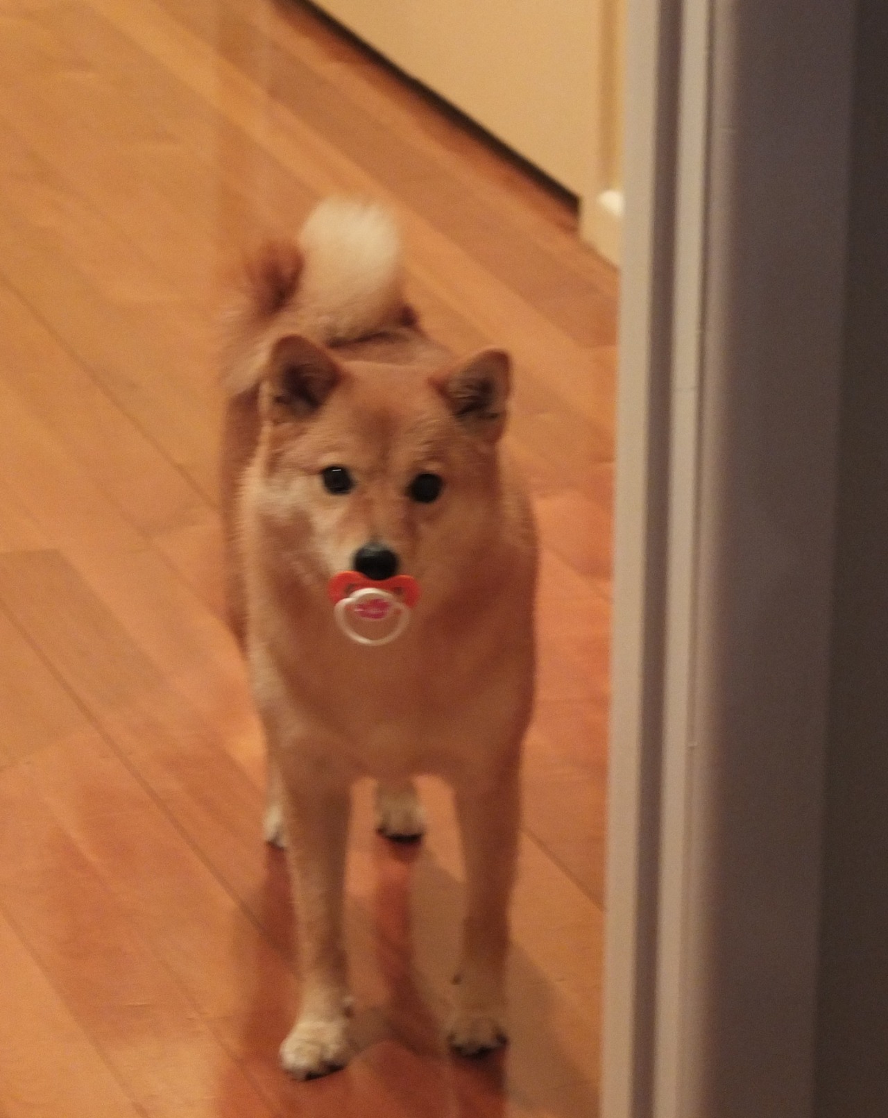 char-char-mander:  yakul-fox:  Baby dummy   Shiba inu!!!!!