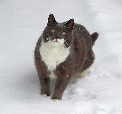 catycat21:Cat in the Snow by KoolPix on Flickr.