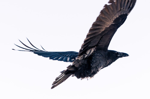 Raven. Yellowknife, Northwest Territories, Canada.