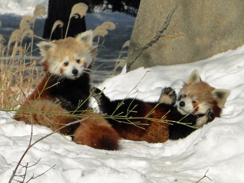 FUCK YEAH, RED PANDAS!