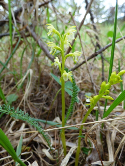 botanizing:Corallorhiza trifida (Orchidaceae)pale coralrootAll coralroots are mycoheterotrophs, mean