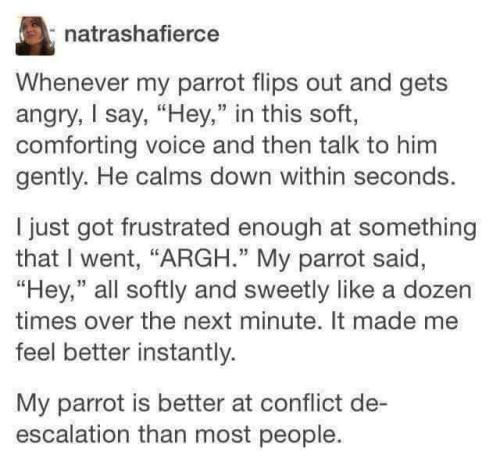 captain-snark:that’s cos your parrot actually listens