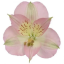 luvlymagnolia