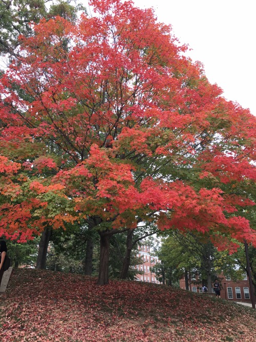 succulove:I get to walk past this gorgeous tree every day when I go to class!