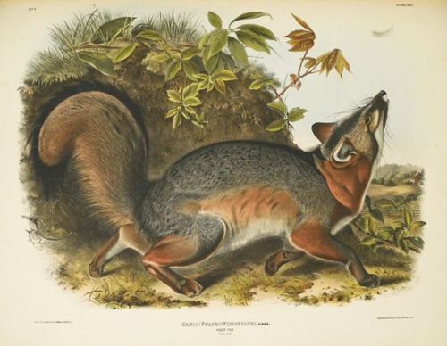 design-is-fine:John James Audubon &amp; John Bachman, The Viviparous Quadrupeds of North America, 18