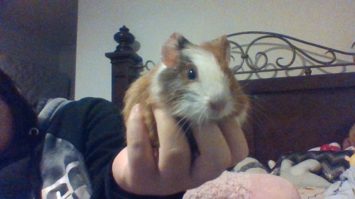 MY GUINEA PIG SAYS HI