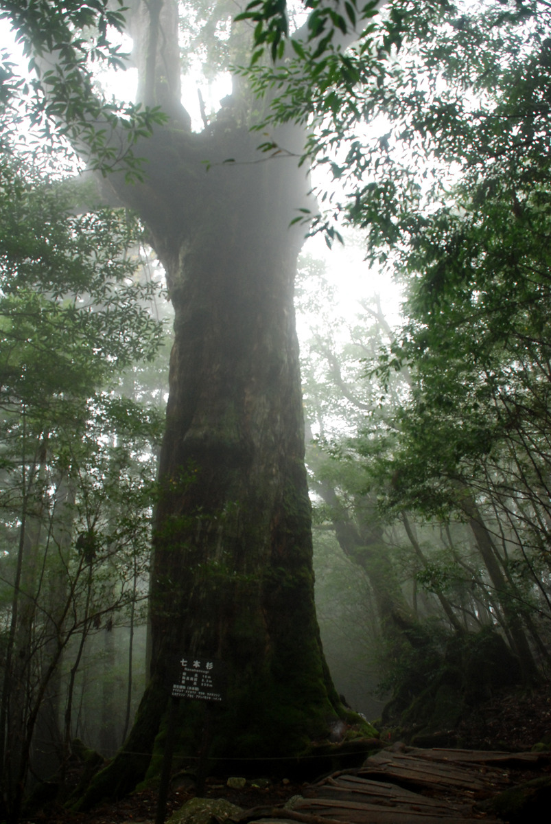 positive-everything:  19.11.2015 Yakushima This morning I woke up early to catch