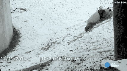 usatoday:  Why does it snow? So that pandas can frolic.  