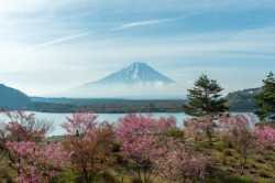 fuckyeahjapanandkorea:  Lake Shoji Spring by shinichiro*