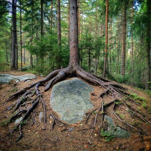 stressless-zone:  The beautiful Moon Tree - image by Marita Tathariel 