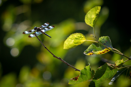 DragonfliesThe dragonflies were busy pollinating the corn & soybeans a couple weeks ago on the f