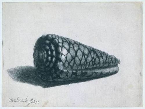 artist-rembrandt: The Shell (Conus marmoreus), 1650, RembrandtMedium: charcoal