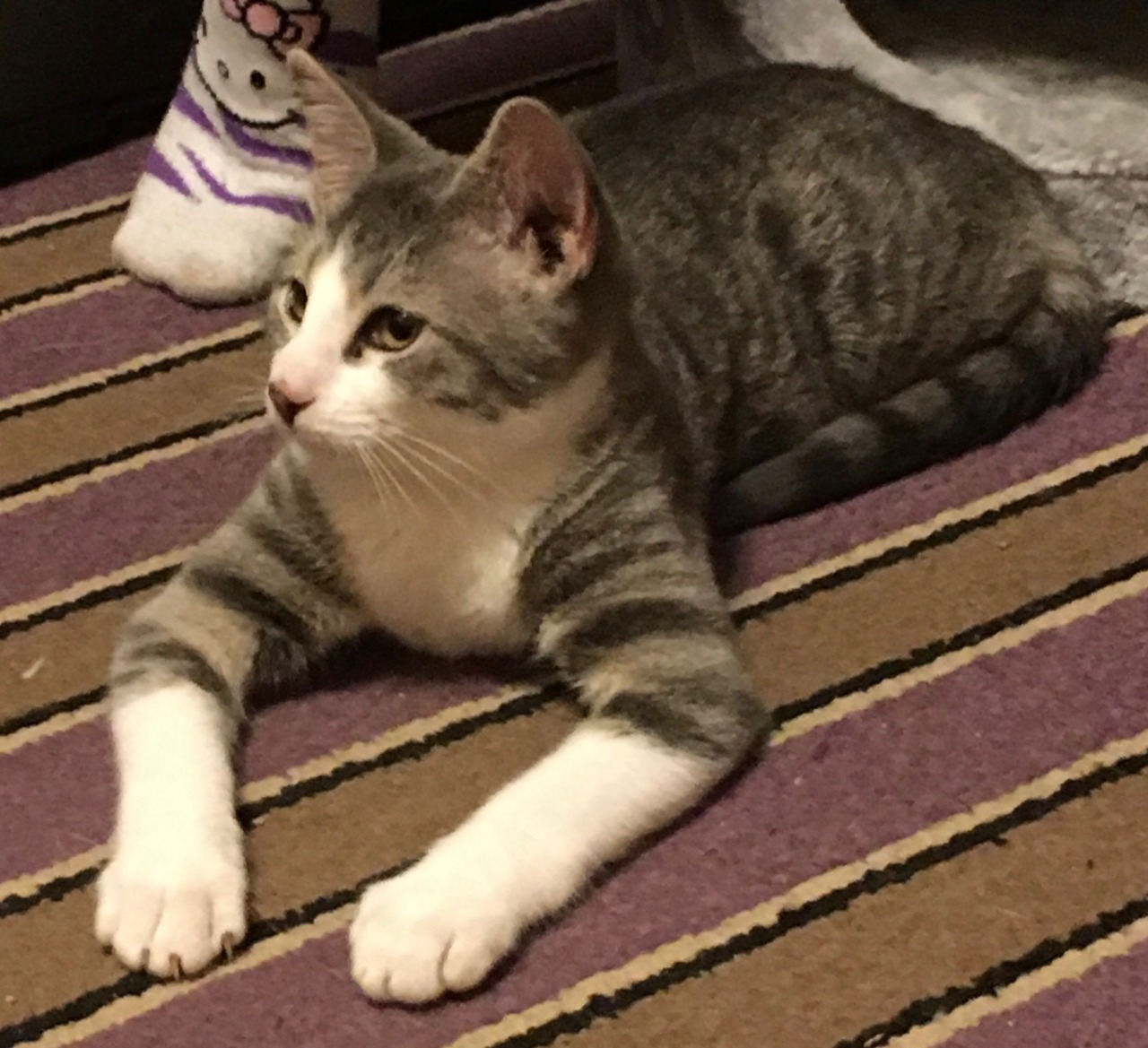 dangerous-tangerine:faun-buns:faun-buns:who wants to see my cat named ranch dressing