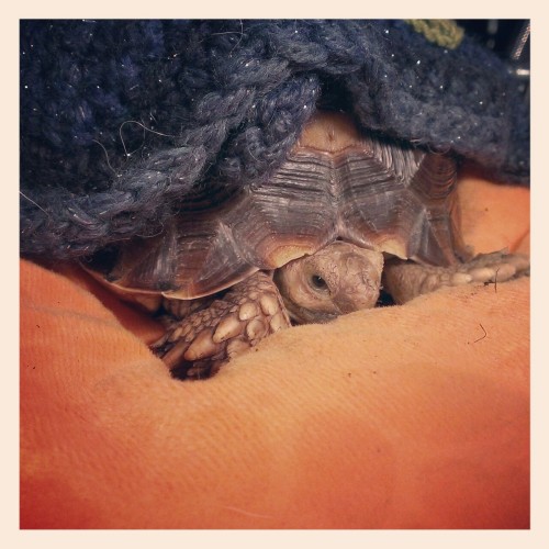 wafflesworld:  How I feel when it’s cold and rainy and mom’s not home.  bebé precioso y maraviloso