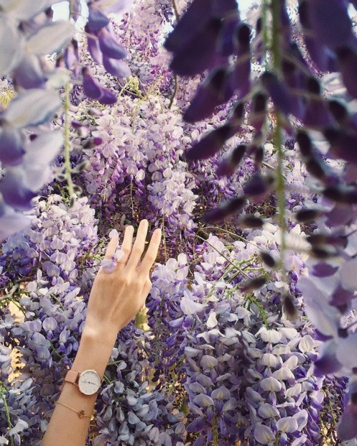 stuck in purple paradise | by Sonya Khegay
