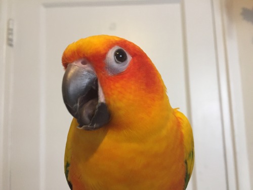 pepperandpals: Bird tongue