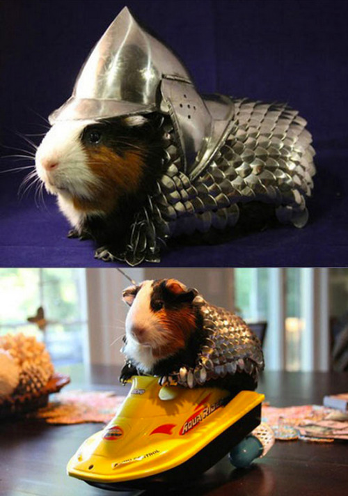 pleatedjeans:guinea pig armor. [x]This is absolutely RIDICULOUS. How would a knight have access to a