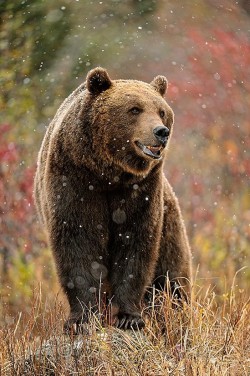 earthandanimals:   Snowy Grizzly   Photo