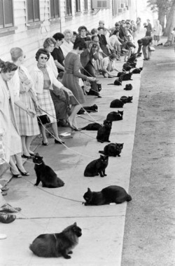 petitefina:  black cat audition, 1950s 