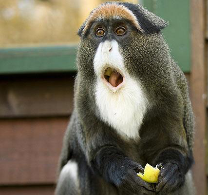 Porn photo tastefullyoffensive:  Shocked Animals [x]Previously: