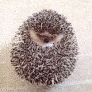 littleanimalgifs:  Is this how you wake up in the morning? :)))  yes? LOL