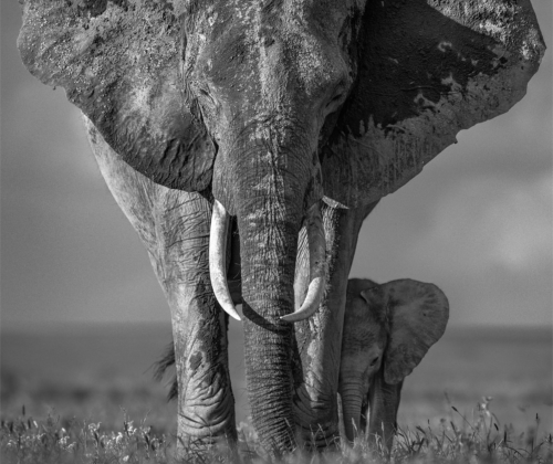 kafkasapartment:  The Walk Of Life, 2018. David Yarrow. C-Lambda Print.